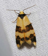 Thallarcha chrysochares
