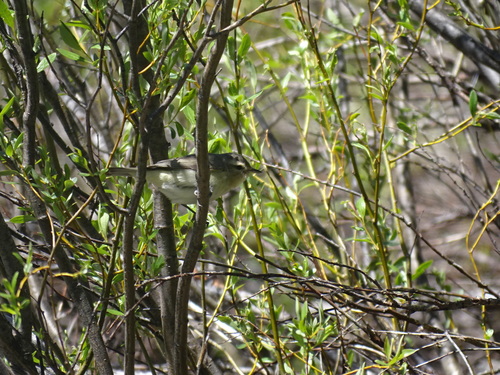 iNaturalist observation photo of Western Warbling Vireo
