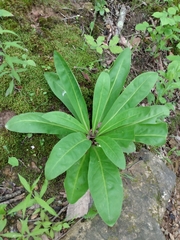 Primula meadia