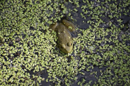 American Bullfrog