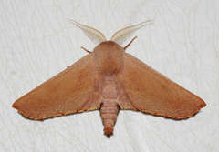 Monoctenia smerintharia
