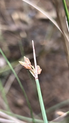 Fimbristylis ferruginea observed 2026-09-28