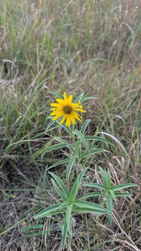 Maximilian sunflower