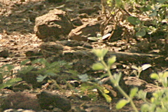 Caprimulgus clarus