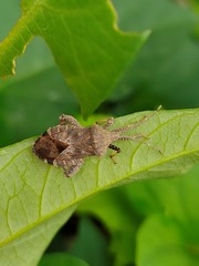Acanthocoris scaber