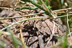 Psammophis angolensis