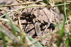 Psammophis angolensis