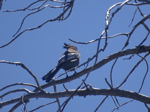 iNaturalist observation photo of Steller's Jay