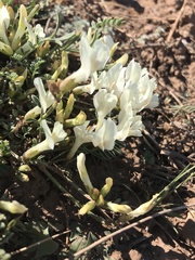 Astragalus ionae