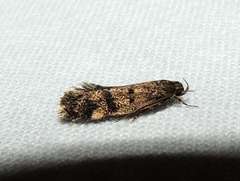 Barea subviridella