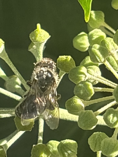 Western Honey Bee