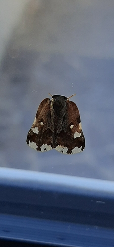 Black planthopper
