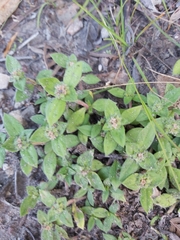 Richardia humistrata