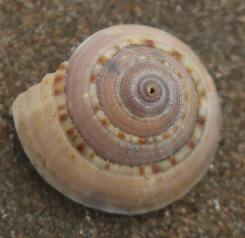 Architectonica nobilis, 2026-09-24