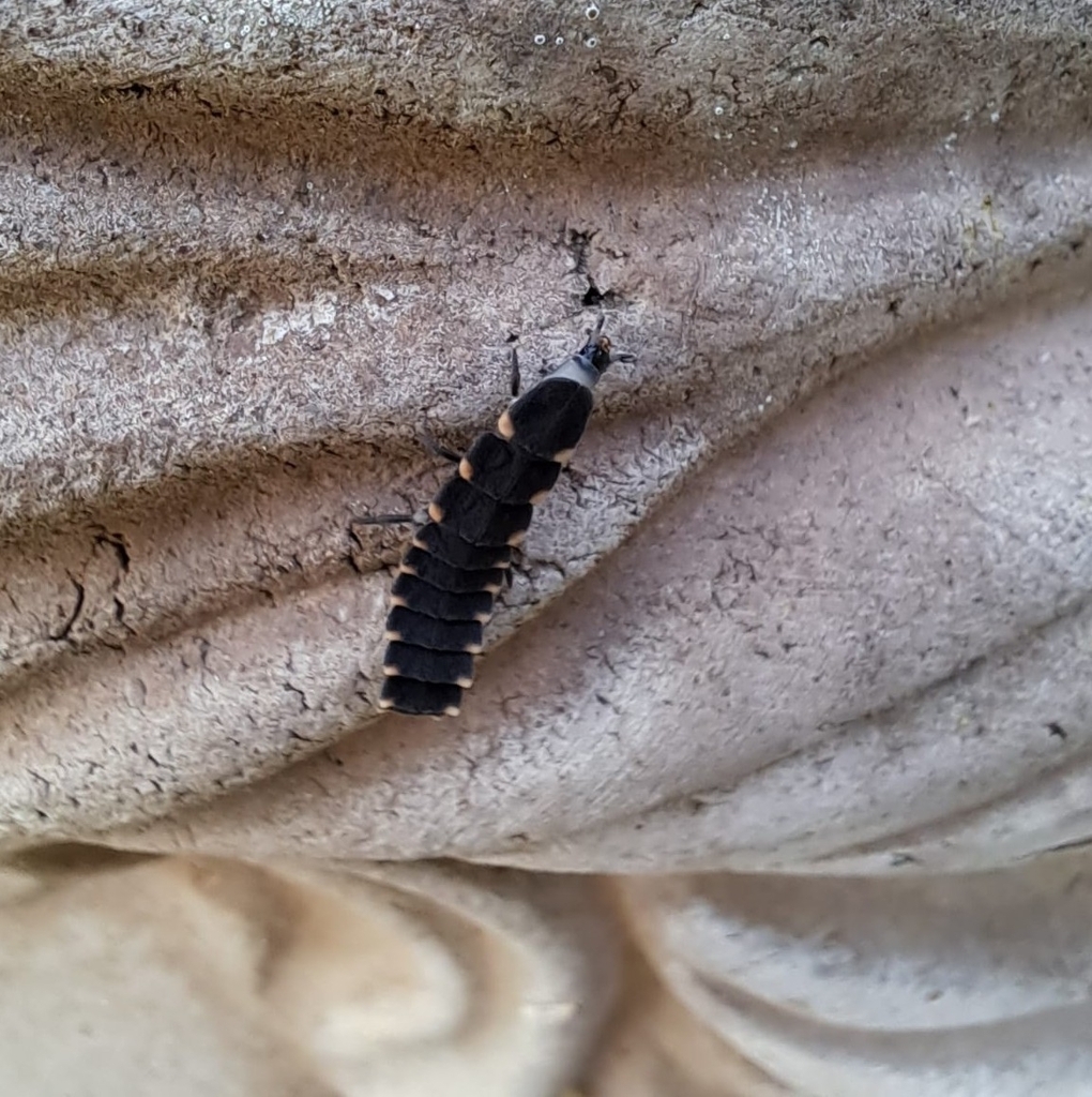 European Glow-worm