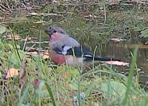 Eurasian Bullfinch