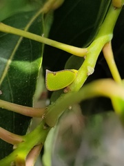 Salurnis marginella