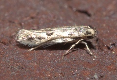 Melanocinclis sparsa