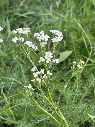 common yarrow