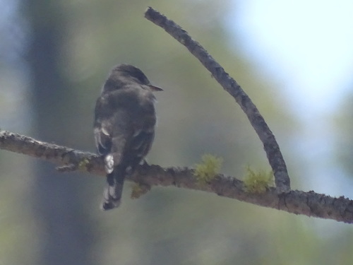 iNaturalist observation photo of Western Wood-Pewee
