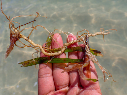Thalassia hemprichii observed 2026-08-18