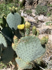 Opuntia rufida