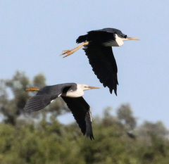 Egretta picata