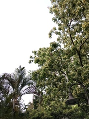 Albizia lebbeck