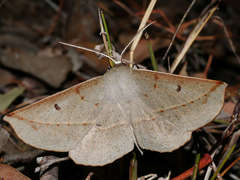 Phallaria ophiusaria