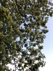 Albizia lebbeck