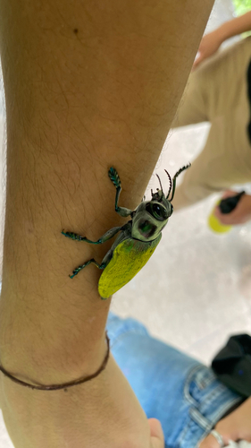 Ceiba Borer