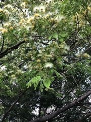Albizia lebbeck