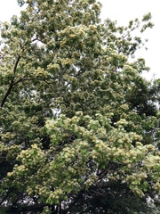 Albizia lebbeck