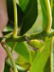 Salurnis marginella
