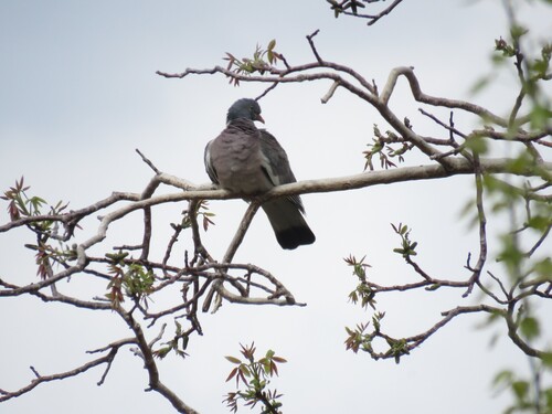 Iranian Wood Pigeon