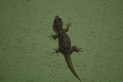 Phyllodactylus nocticolus