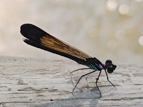 Heliocypha biforata