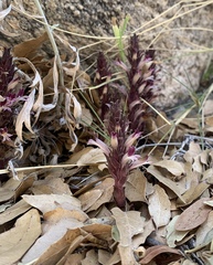 Aphyllon cooperi