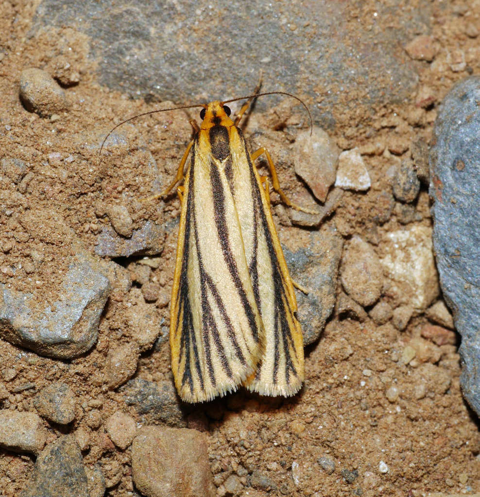 Forked Footman