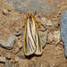 Forked Footman - Photo (c) Cathy Powers, some rights reserved (CC BY), uploaded by Cathy Powers