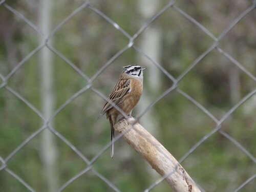 Rock Bunting