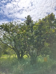 Elaeocarpus serratus