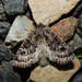 Mamestra dictyota - Photo (c) Cathy Powers, some rights reserved (CC BY), uploaded by Cathy Powers