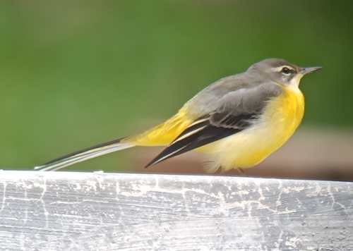 Grey Wagtail