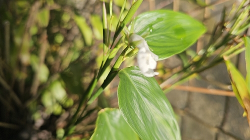 Maranta arundinacea observed 2026-09-28