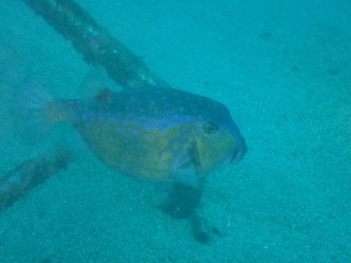 Ostracion immaculatus observed 2026-09-28