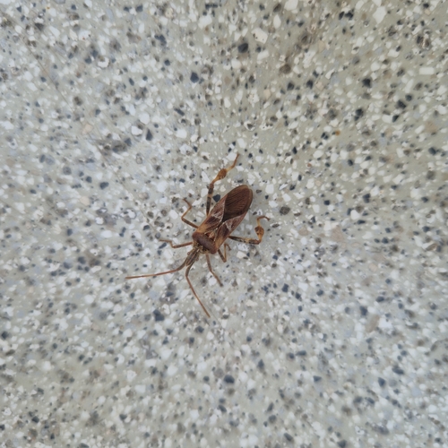 Western Conifer Seed Bug