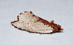 Glyphidoptera polymita