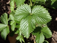 Fragaria vesca vesca