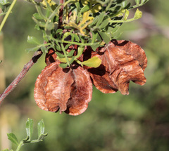 Dodonaea physocarpa